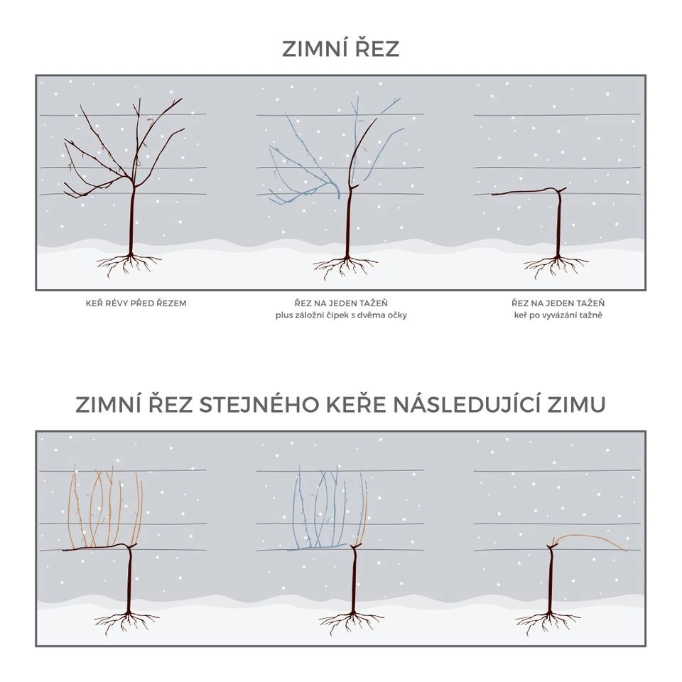 zimni-rez-vinne-revy